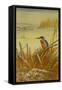 A Kingfisher Amongst Reeds in Winter, 1901-Archibald Thorburn-Framed Stretched Canvas