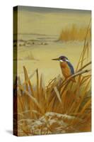 A Kingfisher Amongst Reeds in Winter, 1901-Archibald Thorburn-Stretched Canvas