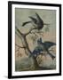 A Kingfisher on a Sapling; and a Blue Tit with a Finch on a Sapling-Christoph Ludwig Agricola-Framed Giclee Print