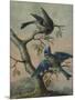 A Kingfisher on a Sapling; and a Blue Tit with a Finch on a Sapling-Christoph Ludwig Agricola-Mounted Giclee Print
