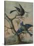 A Kingfisher on a Sapling; and a Blue Tit with a Finch on a Sapling-Christoph Ludwig Agricola-Stretched Canvas