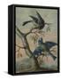 A Kingfisher on a Sapling; and a Blue Tit with a Finch on a Sapling-Christoph Ludwig Agricola-Framed Stretched Canvas