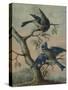 A Kingfisher on a Sapling; and a Blue Tit with a Finch on a Sapling-Christoph Ludwig Agricola-Stretched Canvas