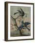 A Kingfisher on a Sapling; and a Blue Tit with a Finch on a Sapling-Christoph Ludwig Agricola-Framed Giclee Print