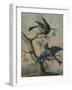 A Kingfisher on a Sapling; and a Blue Tit with a Finch on a Sapling-Christoph Ludwig Agricola-Framed Giclee Print