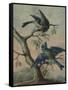 A Kingfisher on a Sapling; and a Blue Tit with a Finch on a Sapling-Christoph Ludwig Agricola-Framed Stretched Canvas