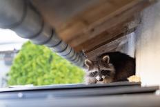 Frightened Raccoon Sits on a Shed Roof in Broad Daylight-A Kiro-Framed Photographic Print