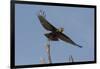 A kite in flight, Khwai Concession, Okavango Delta, Botswana, Africa-Sergio Pitamitz-Framed Photographic Print