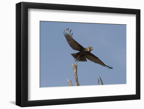 A kite in flight, Khwai Concession, Okavango Delta, Botswana, Africa-Sergio Pitamitz-Framed Photographic Print