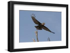 A kite in flight, Khwai Concession, Okavango Delta, Botswana, Africa-Sergio Pitamitz-Framed Photographic Print