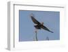 A kite in flight, Khwai Concession, Okavango Delta, Botswana, Africa-Sergio Pitamitz-Framed Photographic Print