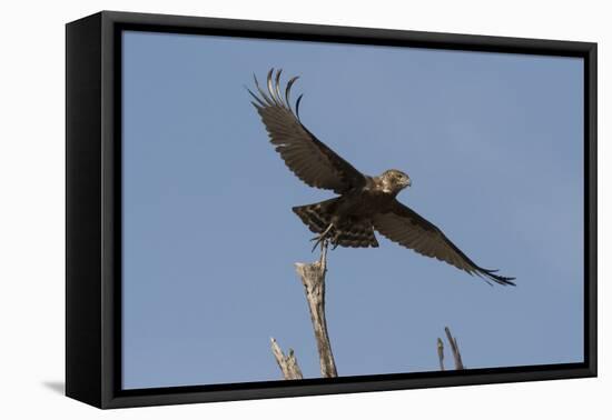 A kite in flight, Khwai Concession, Okavango Delta, Botswana, Africa-Sergio Pitamitz-Framed Stretched Canvas