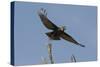 A kite in flight, Khwai Concession, Okavango Delta, Botswana, Africa-Sergio Pitamitz-Stretched Canvas