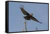 A kite in flight, Khwai Concession, Okavango Delta, Botswana, Africa-Sergio Pitamitz-Framed Stretched Canvas