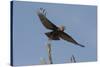 A kite in flight, Khwai Concession, Okavango Delta, Botswana, Africa-Sergio Pitamitz-Stretched Canvas