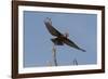 A kite in flight, Khwai Concession, Okavango Delta, Botswana, Africa-Sergio Pitamitz-Framed Photographic Print