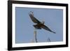 A kite in flight, Khwai Concession, Okavango Delta, Botswana, Africa-Sergio Pitamitz-Framed Photographic Print