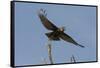 A kite in flight, Khwai Concession, Okavango Delta, Botswana, Africa-Sergio Pitamitz-Framed Stretched Canvas