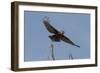 A kite in flight, Khwai Concession, Okavango Delta, Botswana, Africa-Sergio Pitamitz-Framed Photographic Print