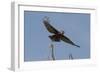 A kite in flight, Khwai Concession, Okavango Delta, Botswana, Africa-Sergio Pitamitz-Framed Photographic Print