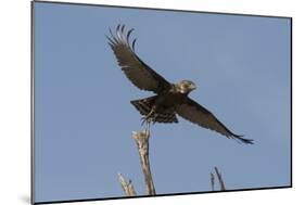 A kite in flight, Khwai Concession, Okavango Delta, Botswana, Africa-Sergio Pitamitz-Mounted Photographic Print