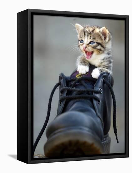 A Kitten in a Boot-null-Framed Stretched Canvas