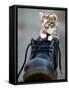 A Kitten in a Boot-null-Framed Stretched Canvas