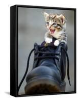 A Kitten in a Boot-null-Framed Stretched Canvas