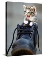 A Kitten in a Boot-null-Stretched Canvas
