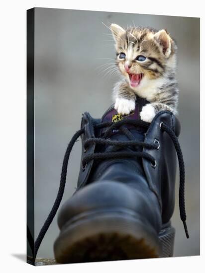 A Kitten in a Boot-null-Stretched Canvas
