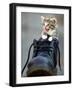 A Kitten in a Boot-null-Framed Photographic Print