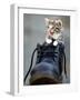 A Kitten in a Boot-null-Framed Photographic Print