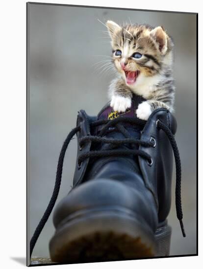 A Kitten in a Boot-null-Mounted Photographic Print