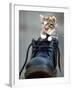 A Kitten in a Boot-null-Framed Photographic Print