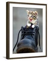 A Kitten in a Boot-null-Framed Photographic Print