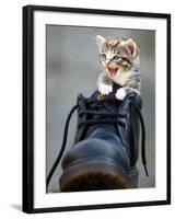 A Kitten in a Boot-null-Framed Photographic Print