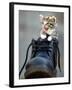 A Kitten in a Boot-null-Framed Photographic Print