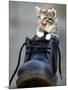 A Kitten in a Boot-null-Mounted Photographic Print