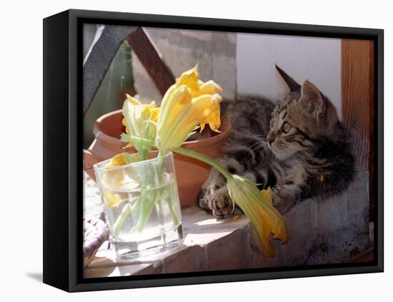 A Kitten Playing with Flower, August 1997-null-Framed Stretched Canvas
