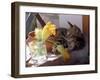 A Kitten Playing with Flower, August 1997-null-Framed Premium Photographic Print