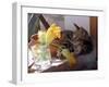 A Kitten Playing with Flower, August 1997-null-Framed Premium Photographic Print