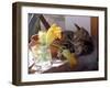 A Kitten Playing with Flower, August 1997-null-Framed Photographic Print