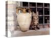 A Kitten Sitting on a Window Sill, August 1997-null-Stretched Canvas