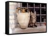 A Kitten Sitting on a Window Sill, August 1997-null-Framed Stretched Canvas