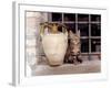 A Kitten Sitting on a Window Sill, August 1997-null-Framed Photographic Print