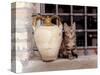 A Kitten Sitting on a Window Sill, August 1997-null-Stretched Canvas