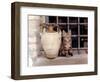 A Kitten Sitting on a Window Sill, August 1997-null-Framed Photographic Print