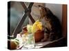 A Kitten Watching Through a Window, August 1997-null-Stretched Canvas