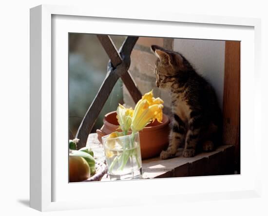 A Kitten Watching Through a Window, August 1997-null-Framed Premium Photographic Print