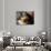 A Kitten Watching Through a Window, August 1997-null-Photographic Print displayed on a wall